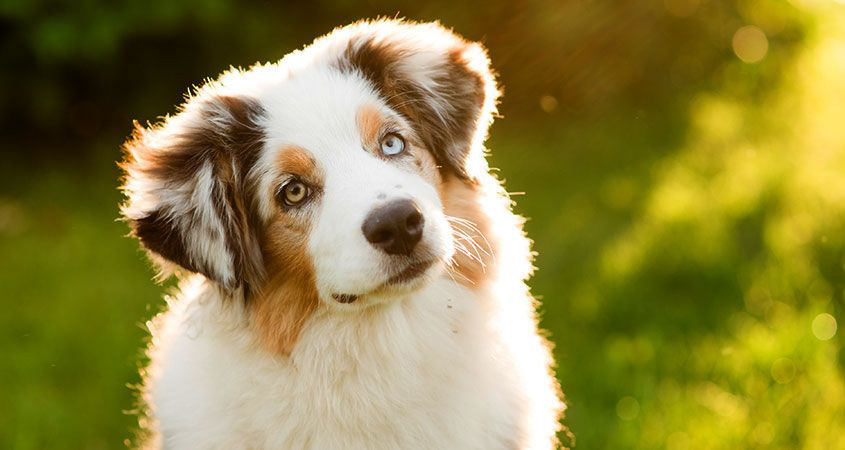 5 Maneiras de Prolongar a Vida do Seu Cão e Deixá-lo Mais feliz!