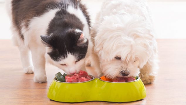 Alimentação Ruim dos Pets Causa Sobrepeso