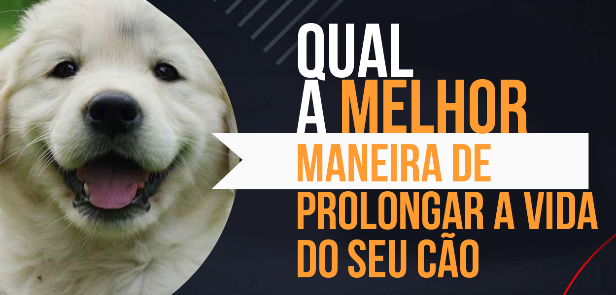 Prolongar a Vida do Seu Cão