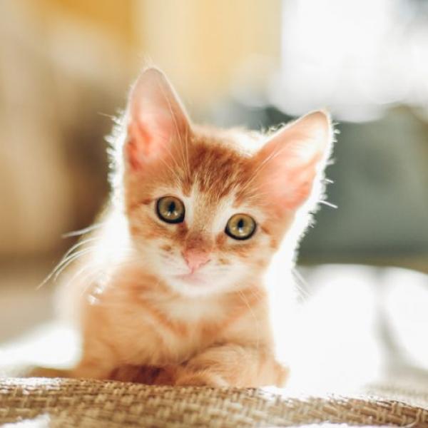 gato feliz capa